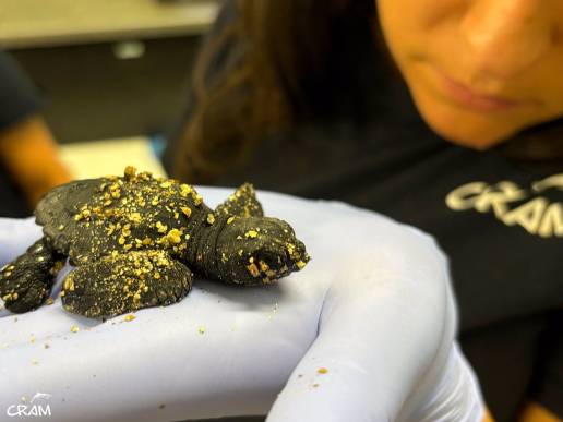 Nacen 52 ejemplares de tortuga boba en el nido de la playa de la Savinosa de Tarragona