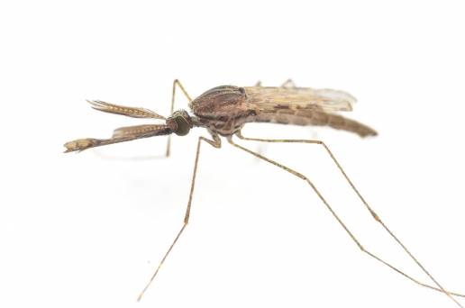 Nuevos descubrimientos sobre cómo se aparean los mosquitos podrían ayudar en la lucha contra la malaria