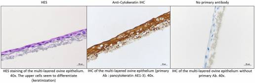 Susceptibilidad de las células primarias del paladar blando dorsal y de las amígdalas palatinas ovinas a la infección por el virus de la fiebre aftosa