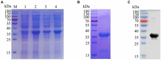 Identificación de dos nuevos epítopos lineales en la proteína E165R del virus de la peste porcina africana reconocidos por anticuerpos monoclonales