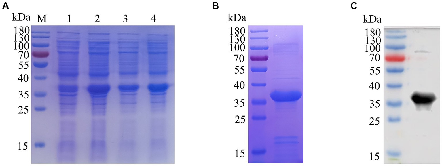 Identificación de dos nuevos epítopos lineales en la proteína E165R del virus de la peste porcina africana reconocidos por anticuerpos monoclonales