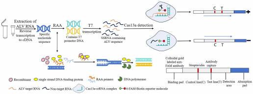 Detección rápida del virus de la leucemia aviar mediante tira reactiva de flujo lateral basada en CRISPR/Cas13a