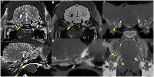 Estudio anatómico del espacio subaracnoideo que rodea el ganglio trigémino en caballos, en preparación para una rizotomía controlada de glicerol en équidos