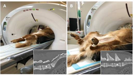 Evaluación preliminar de un nuevo método para la cuantificación por tomografía computarizada del desplazamiento del proceso articular lumbosacro en perros con y sin estenosis lumbosacra degenerativa