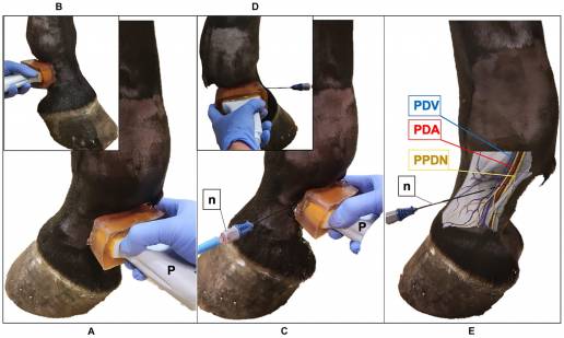 Desarrollo de una técnica de ablación por radiofrecuencia guiada por ecografía en el miembro distal cadavérico equino: hallazgos histológicos y potencial para el tratamiento de la cojera crónica