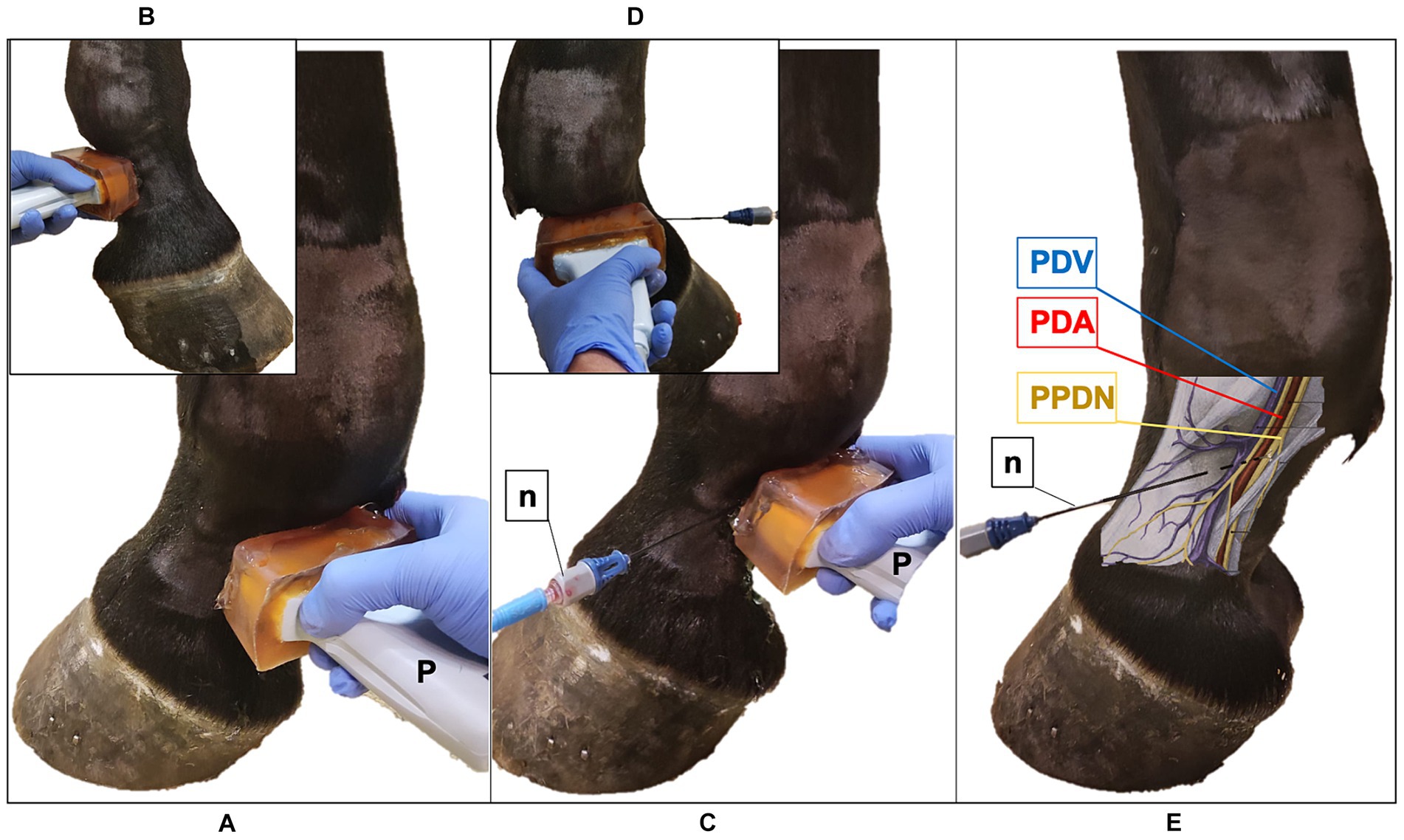 Desarrollo de una técnica de ablación por radiofrecuencia guiada por ecografía en el miembro distal cadavérico equino: hallazgos histológicos y potencial para el tratamiento de la cojera crónica