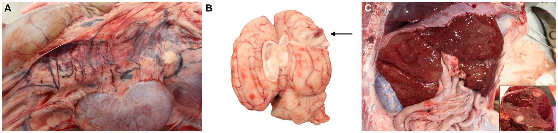 Caso clínico: Feohifomicosis diseminada por Cladophialophora bantiana en un perro con disfunción hepática y ehrlichiosis concurrente
