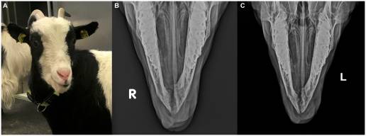 Caso clínico: Tumor de células gigantes de hueso en la mandíbula de una cabra: diagnóstico, tratamiento quirúrgico y resultados