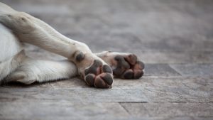 Acuchilla a un perro al intentar agredir a su dueño en Tudela