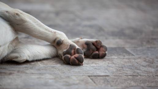 Acuchilla a un perro al intentar agredir a su dueño en Tudela