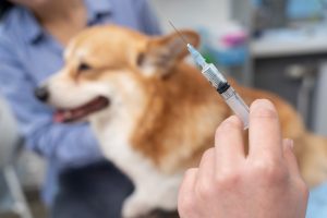 El Colegio de Veterinarios de Valladolid insiste en la obligatoriedad anual de la vacuna de la rabia
