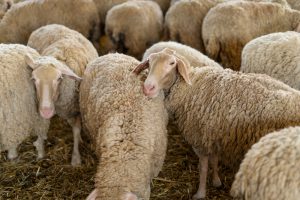 Un total de 13 explotaciones ganaderas de Baleares tiene casos confirmados de lengua azul