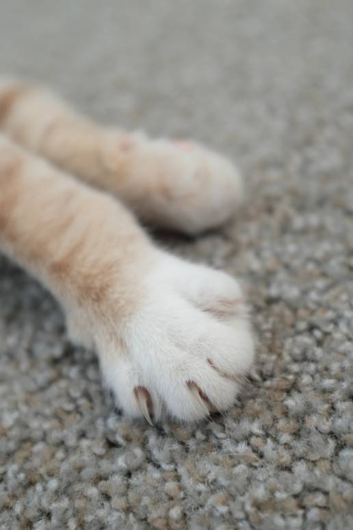 Investigan a dos personas por disparar a gatos en Renedo de Esgueva y en Cuenca de Campos, en Valladolid