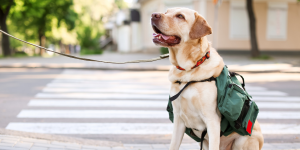 Juegos Paralímpicos: estas son las razas caninas que merecen la medalla de oro