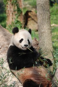 El oso panda no siempre fue herbívoro