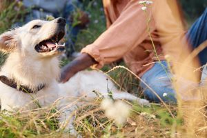 Boehringer Ingelheim adquiere Saiba Animal Health y añade una innovadora plataforma tecnológica a su portfolio de I+D en terapéuticos para animales de compañía