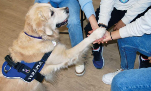 Comprendiendo las terapias asistidas con perros y sus múltiples beneficios para la salud:  5 maneras en las que mejoran nuestro bienestar físico y emocional