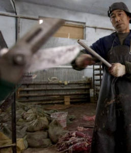 Encuentran 39 virus con alto riesgo de transmisión en granjas peleteras chinas
