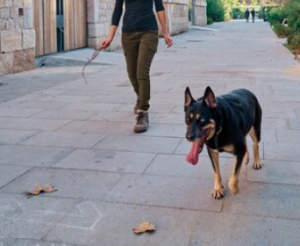 Denunciados en Palencia los dueños de dos perros que se atacaron mutuamente por llevarlos sueltos