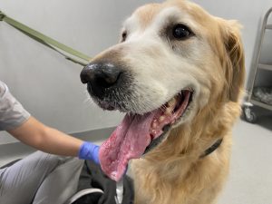 El tratamiento del linfoma en mascotas precisa de un equipo multidisciplinar