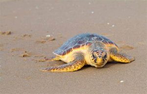 Cancelada la suelta de tortugas prevista en Gijón por las condiciones del mar