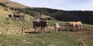 Investigadores del CITA asisten al 75 Congreso Anual de la Federación Europea de Ciencia Animal en Florencia