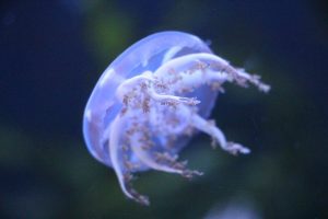 Las altas temperaturas y la sobrepesca favorecen el incremento de medusas en el Mediterráneo, según CSIC