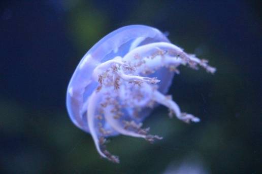 Las altas temperaturas y la sobrepesca favorecen el incremento de medusas en el Mediterráneo, según CSIC