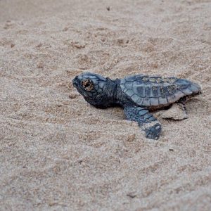 Aumentan a 86 las tortugas boba nacidas en el nido de la playa de la Savinosa de Tarragona