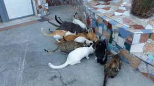 Camas "regulará" 34 colonias felinas con esterilizaciones y colocación de chips para su control
