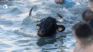 Pacma denuncia la muerte por ahogamiento de un toro en los 'bous a la mar' de Xàbia