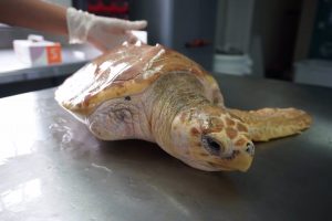 Bioparc Acuario de Gijón reintroduce en el medio marino dos tortugas bobas tras su rehabilitación