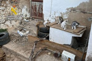 Investigan a dos hombres por maltratar presuntamente a más de una decena de gatos en Bulbuente