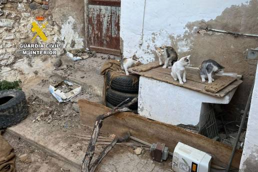 Investigan a dos hombres por maltratar presuntamente a más de una decena de gatos en Bulbuente