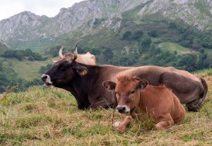 Cantabria confirma 160 casos de enfermedad hemorrágica y 28 animales muertos en agosto