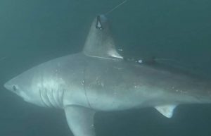 Los tiburones grandes son capaces de cazarse entre sí