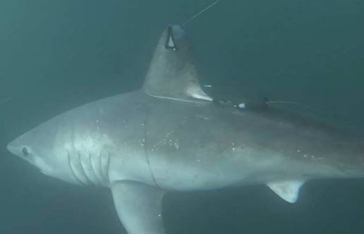 Los tiburones grandes son capaces de cazarse entre sí