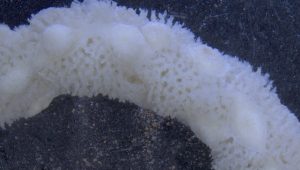 Hallan nuevas especies marinas 'ocultas' a simple vista
