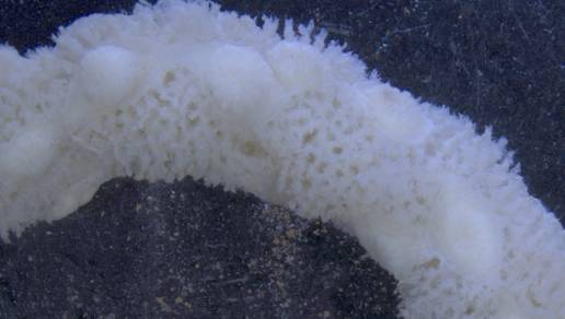 Hallan nuevas especies marinas 'ocultas' a simple vista