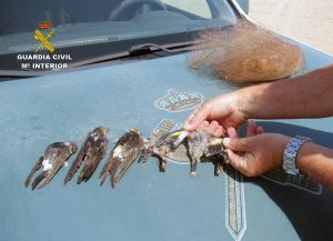 La Guardia Civil investiga a un hombre por la caza furtiva de aves fringílidas en un paraje de Beniel (Murcia)