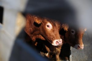 Suben a 46 los animales muertos por enfermedad hemorrágica y a 330 los casos en Cantabria