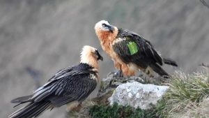 Aralar registra el "hito histórico" del primer vuelo de un quebrantahuesos nacido en esta sierra guipuzcoana