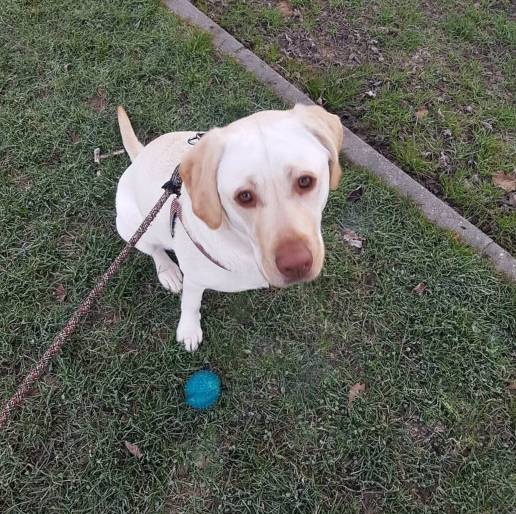  El Ayuntamiento promueve la adopción animal con el 'Autobús más peludo', que llega a la Plaza Cervantes