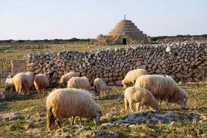 Agricultura declara Menorca zona afectada por la lengua azul después de confirmarse un primer foco en Ferreries