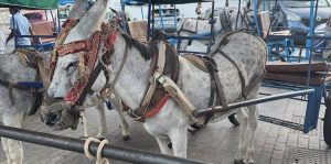 Pacma presenta 'macro denuncia' por "maltrato animal" contra Ayuntamiento de Mijas (Málaga) y arrieros de burro taxis