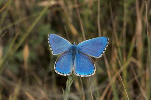 Monitorizan el impacto del cambio climático con las mariposas de la Sierra de Huétor