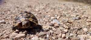 Investigadoras de la UMH y de la UA secuencian el genoma de la tortuga mora