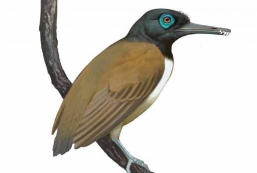 Fósiles avalan que una de las primeras aves comía fruta