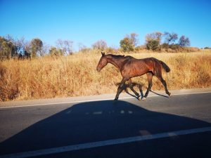Lamentan animales sueltos en la carretera del accidente mortal de abril y Bonares dice que trabaja para evitarlo