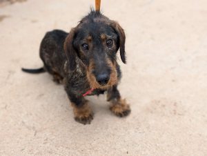 Asociación Protectora de Animales APARIOJA dice que el Ayuntamiento "sigue sin tener servicio de recogida de animales"